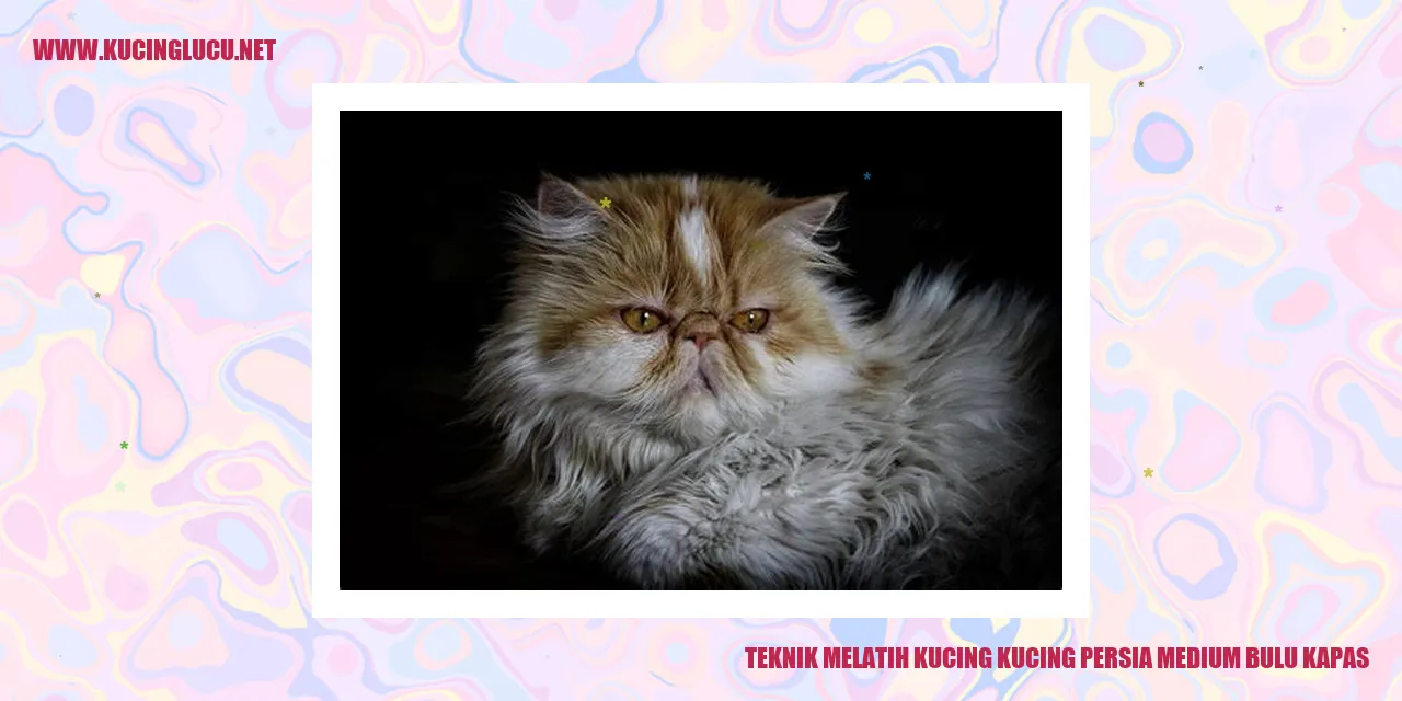 Gambar Kucing Persia