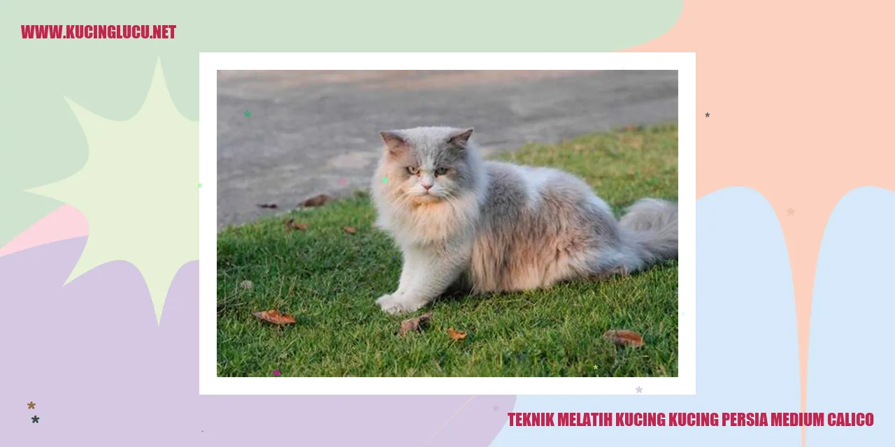 Kucing persia medium calico