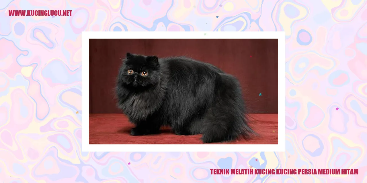 Gambar Kucing Persia Medium Hitam