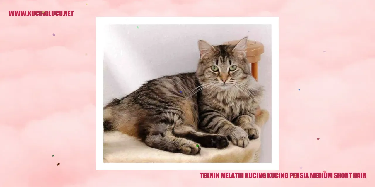 Gambar kucing persia medium short hair