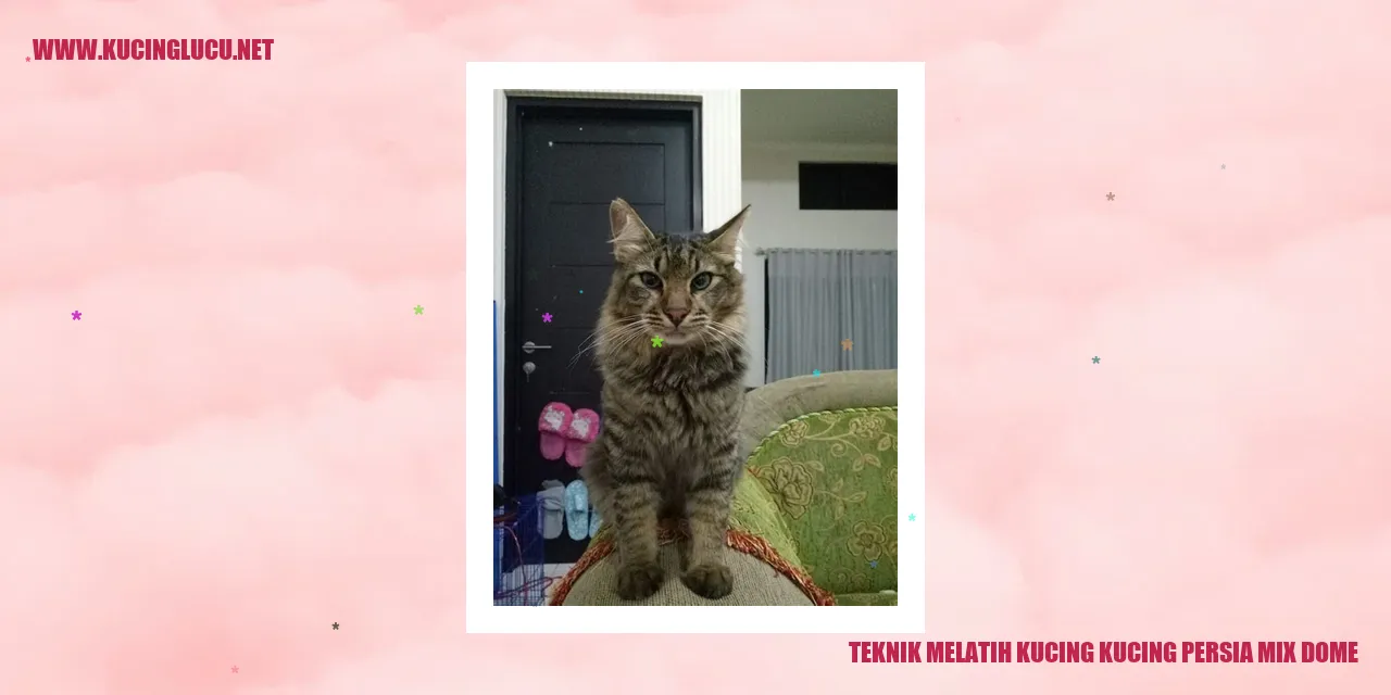 Kucing Persia Mix Dome