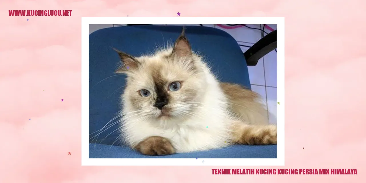 Kucing Persia Campuran Himalaya