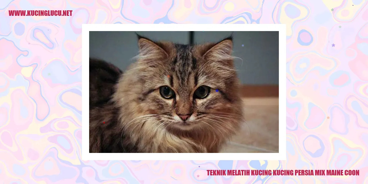 Teknik Melatih Kucing kucing persia mix maine coon