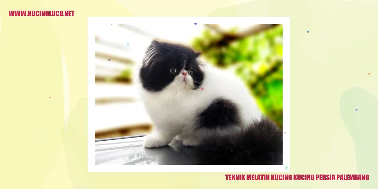 Kucing Persia Palembang
