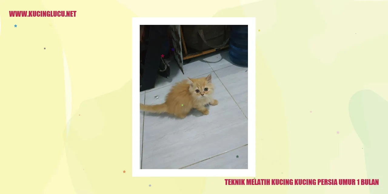Kucing Persia Umur 1 bulan