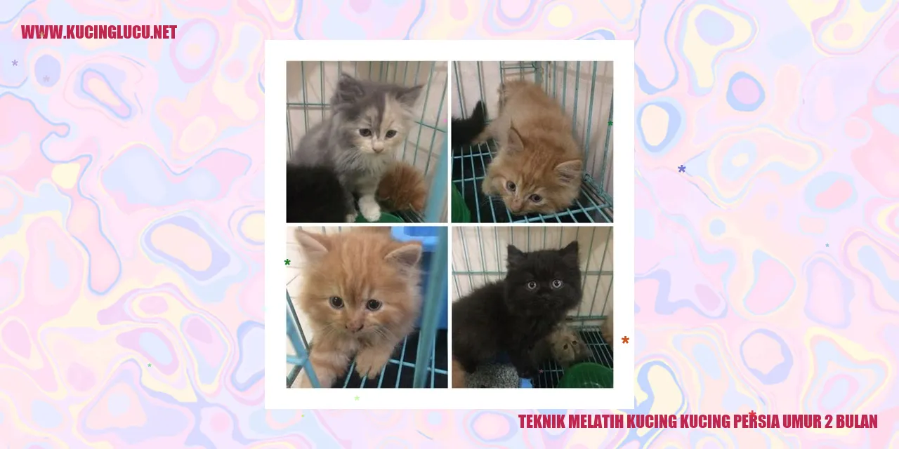 Gambar Kucing Persia