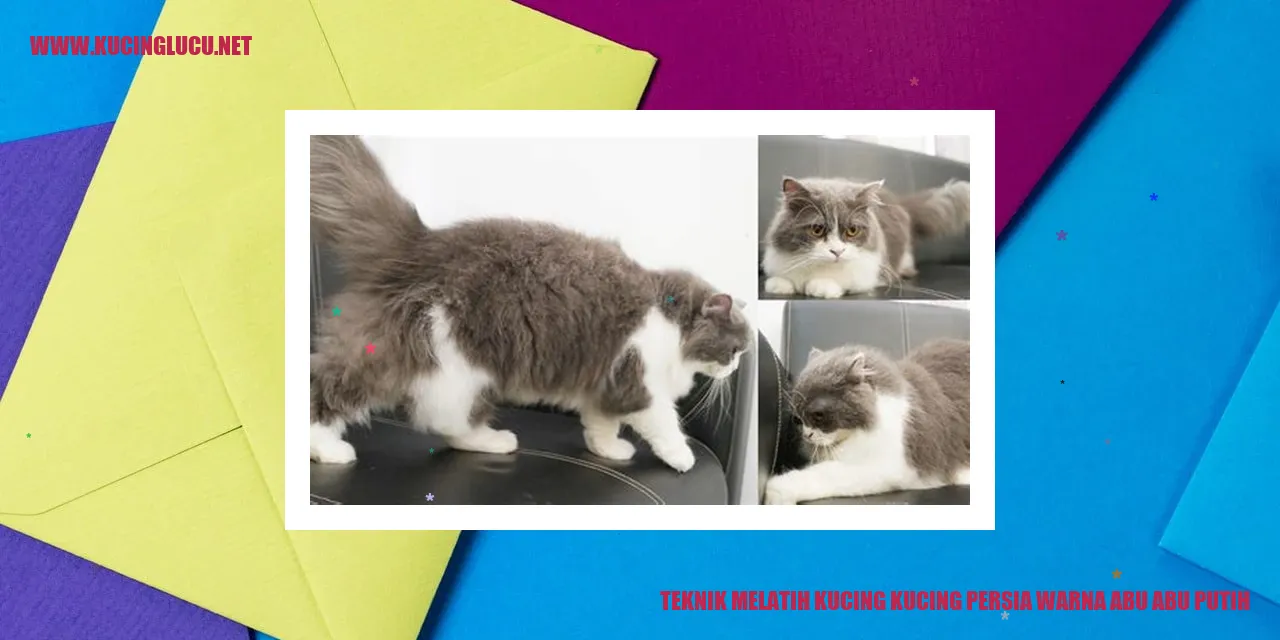 Kucing Persia Warna Abu-Abu Putih