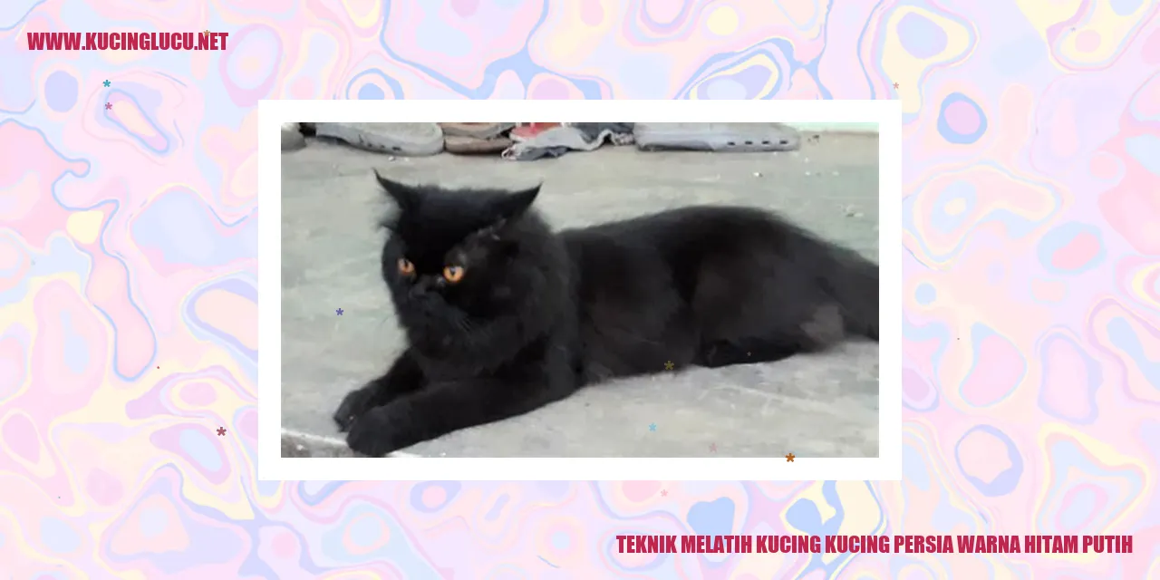 Kucing Persia Berwarna Hitam Putih