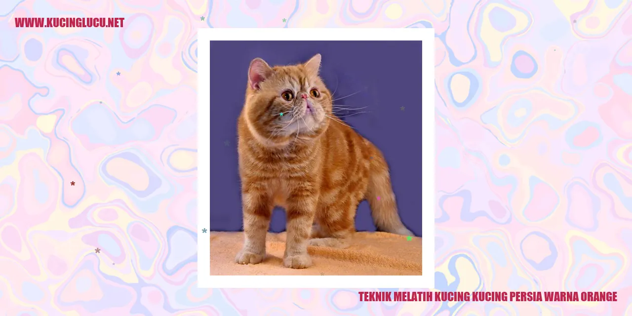 Kucing Persia Warna Orange