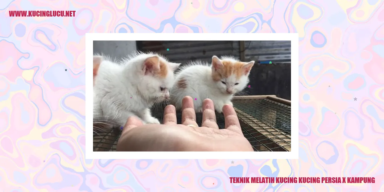 Teknik Membina Kucing Persia dan Kucing Kampung
