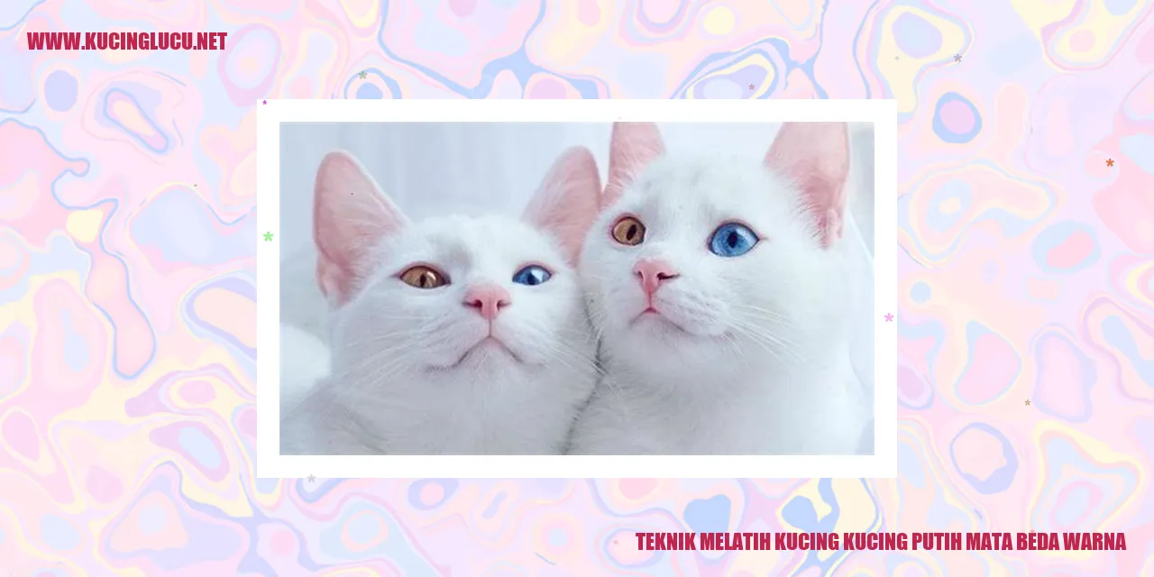 Teknik Melatih Kucing Kucing Putih Mata Beda Warna