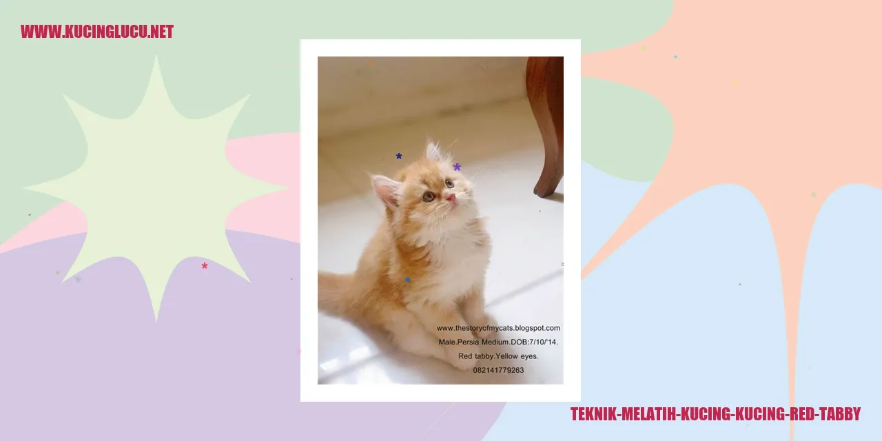 Kucing Red Tabby