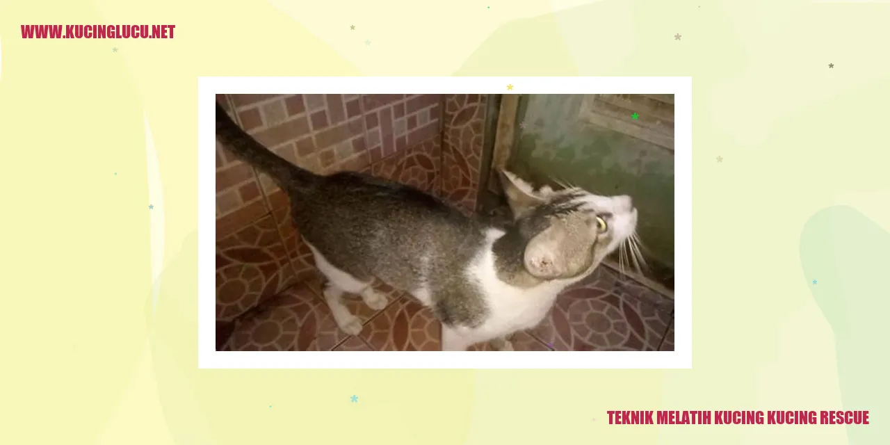 Teknik Melatih Kucing rescue