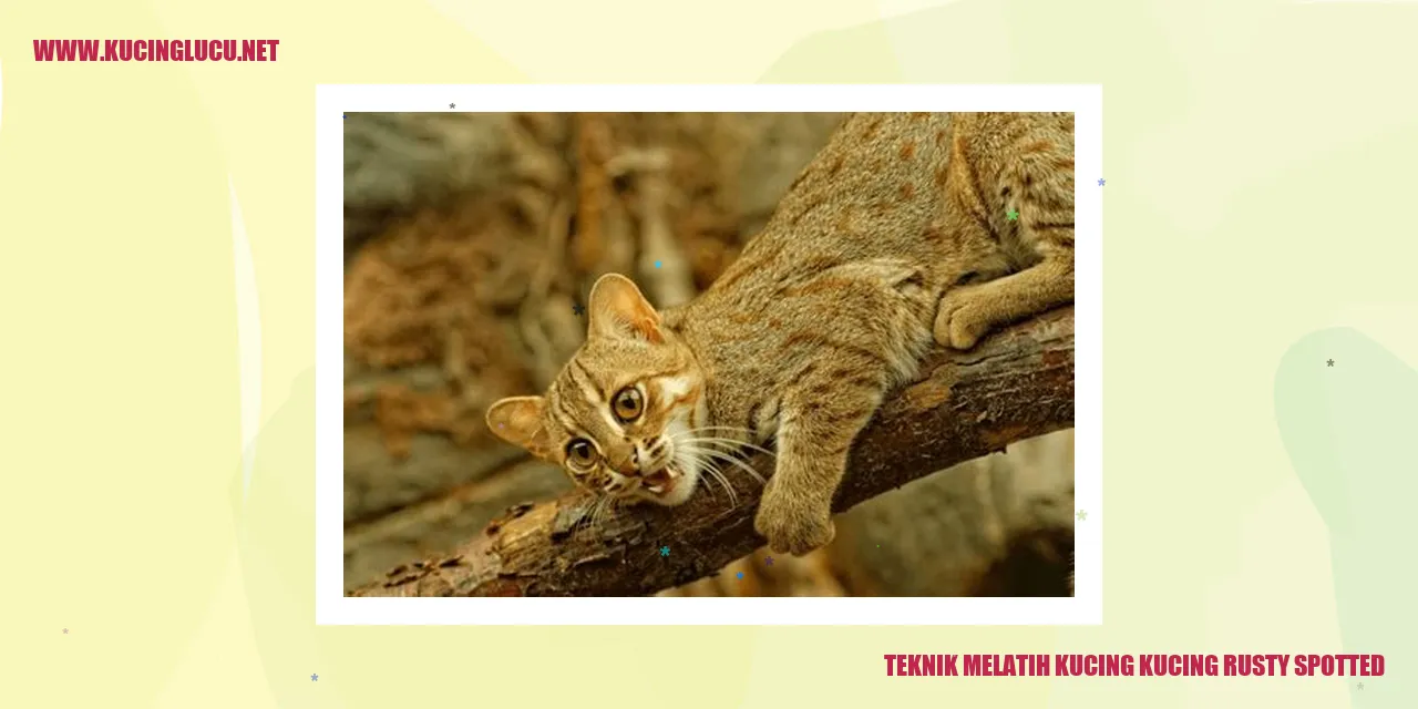 Kucing Rusty Spotted