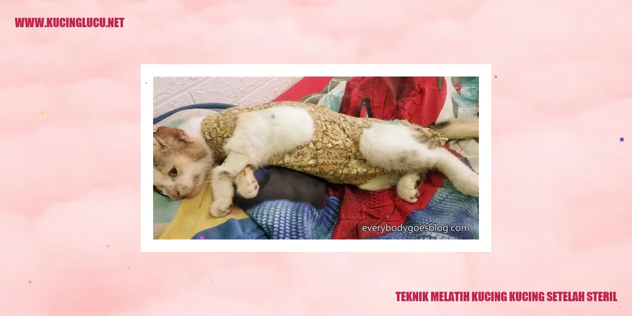 Gambar Melatih Kucing
