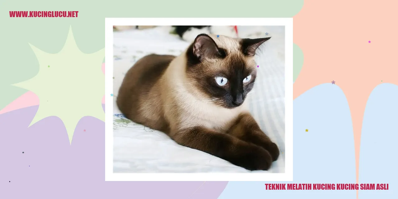 Gambar Kucing Siamese Asli