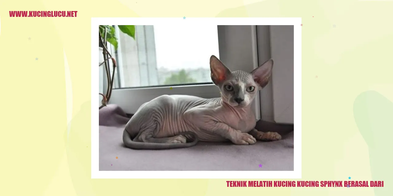 Gambar kucing Sphynx