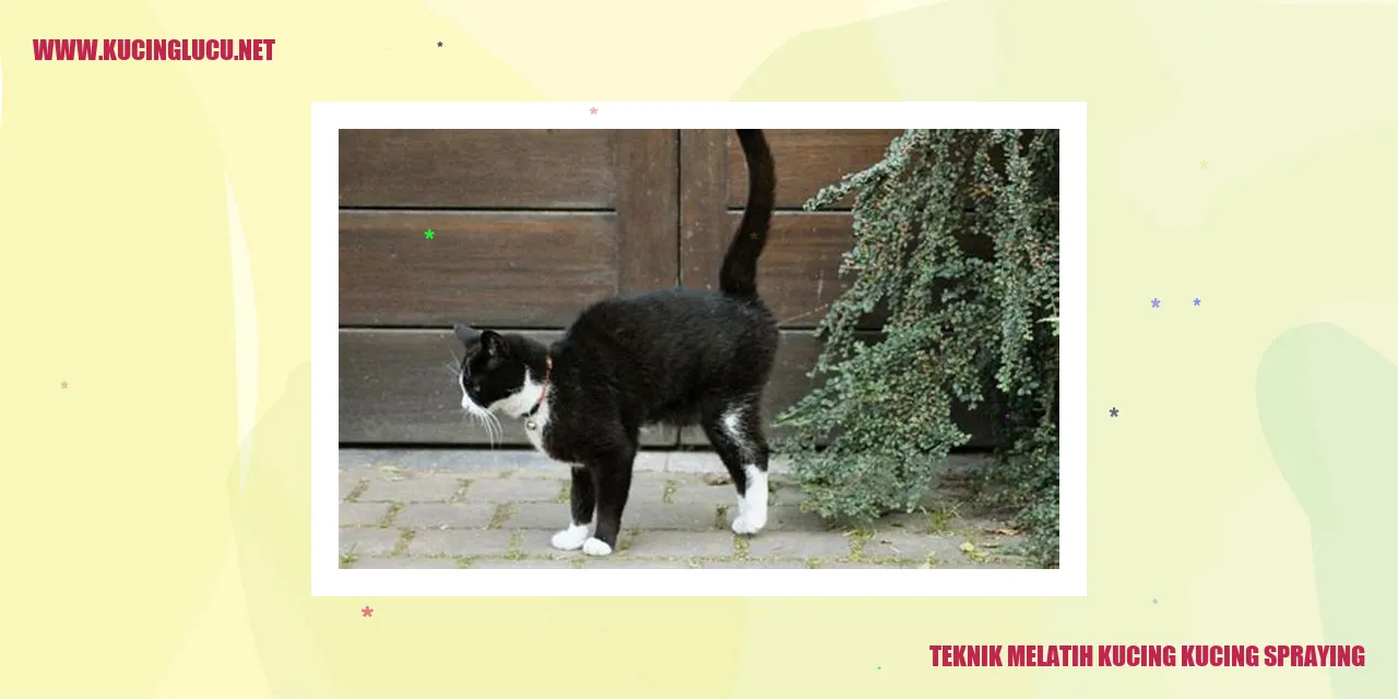 kucing spraying