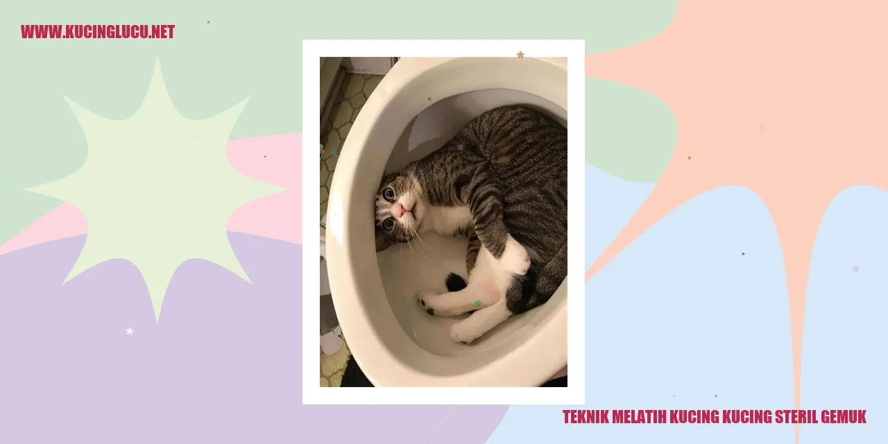 Kucing steril gemuk
