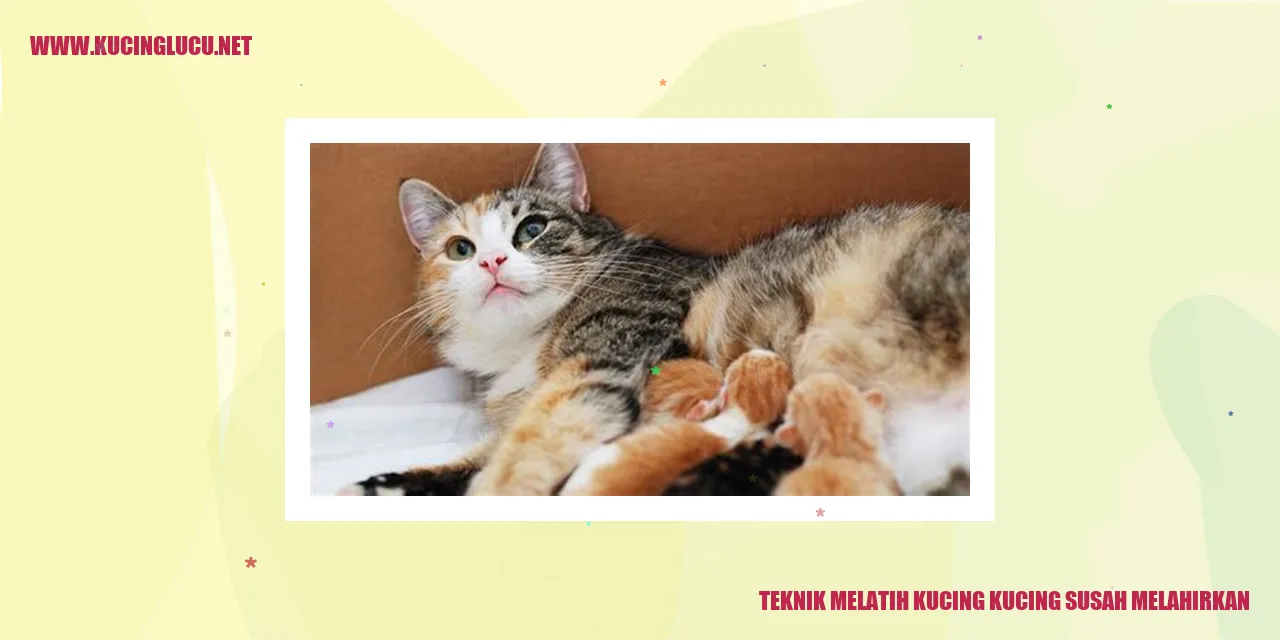 Kucing Sedang Melahirkan