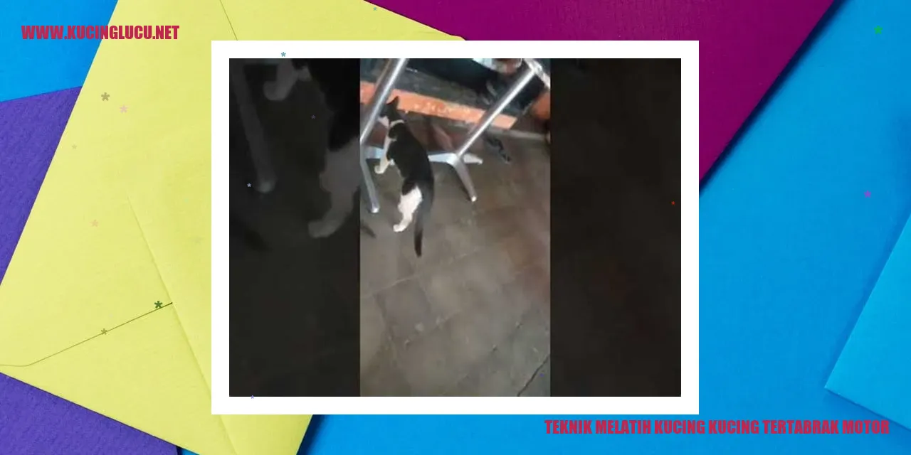 Gambar kucing