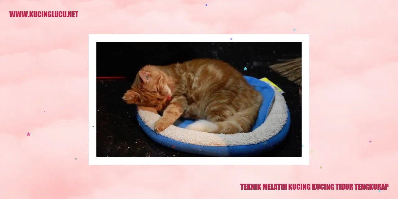 Gambar kucing tidur tengkurap