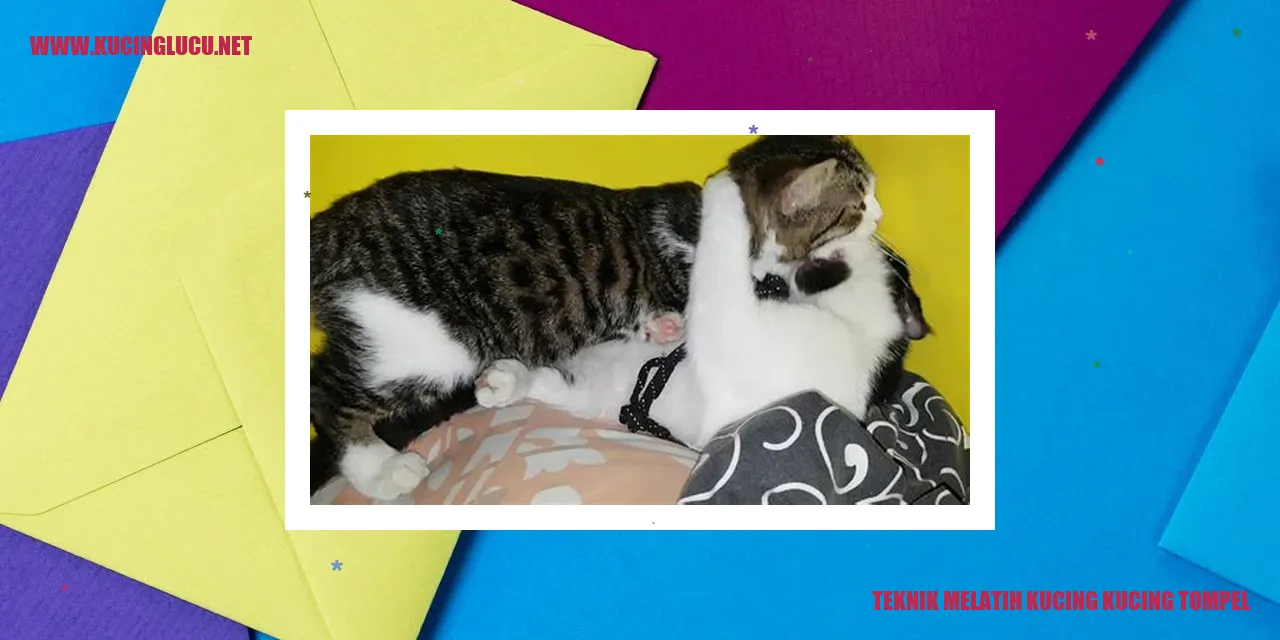 Teknik Melatih Kucing kucing tompel