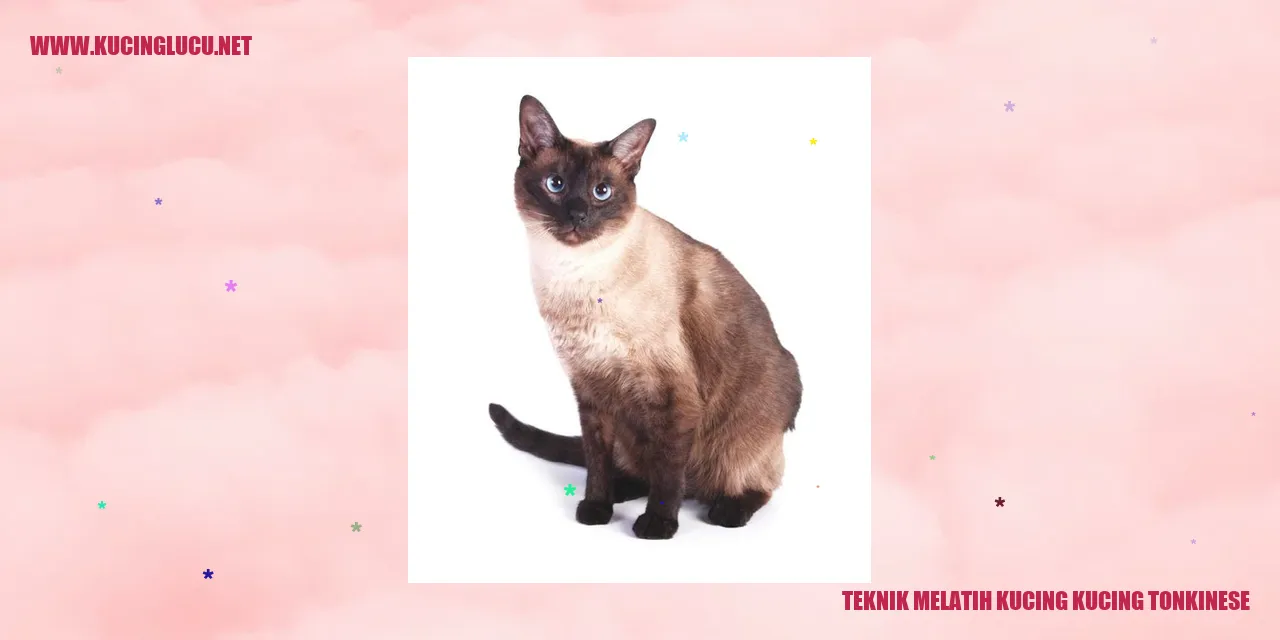 Gambar Kucing Tonkinese