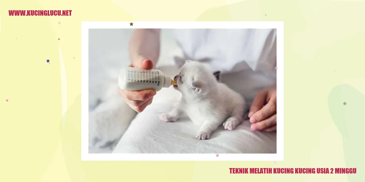 Teknik Mengajari Anak Kucing Usia 2 Minggu