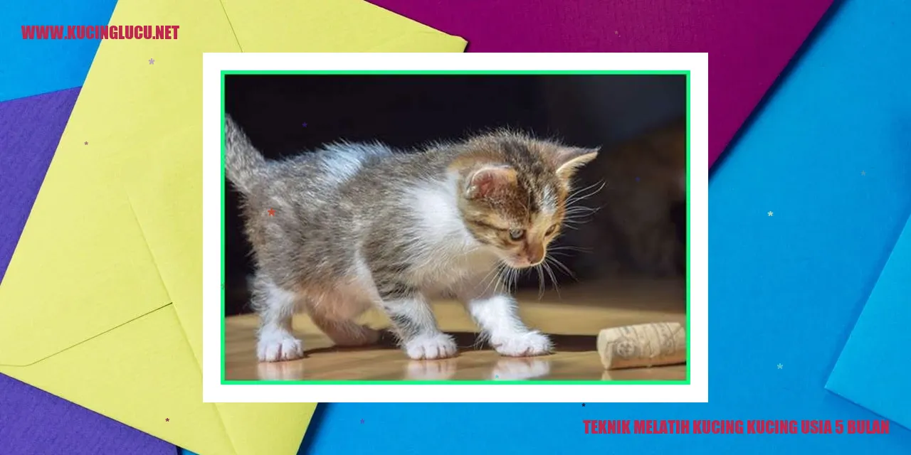 Melatih Kucing Kucing yang Berumur 5 Bulan