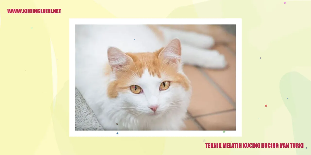 Kucing Van Turki