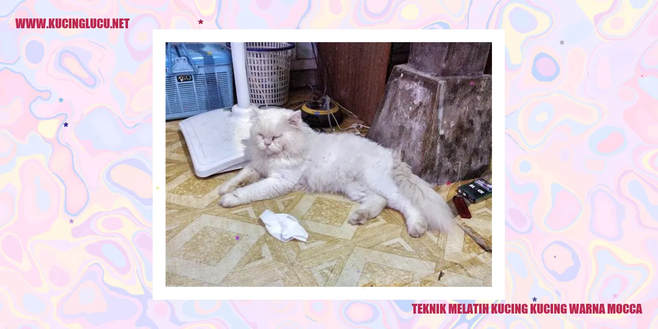 Kucing warna mocca