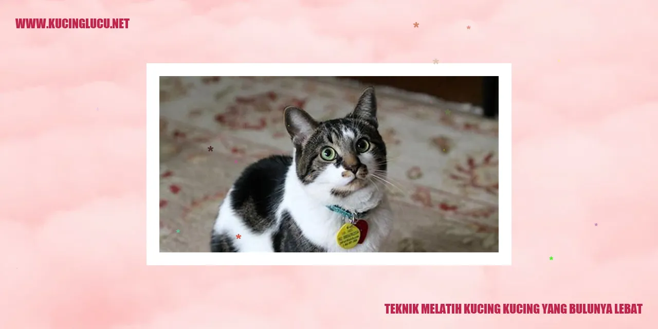 Gambar kucing dengan bulu lebat