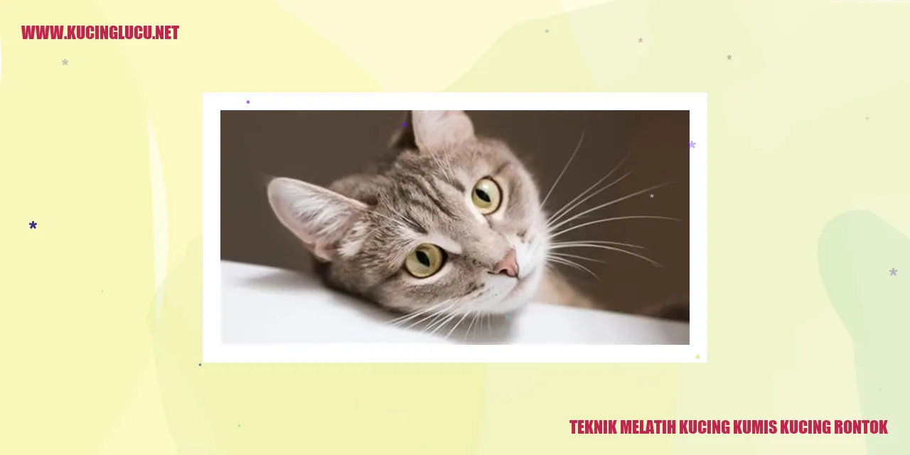 gambar kucing yang sehat