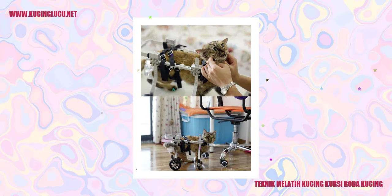 Teknik Melatih Kucing Kursi Roda Kucing