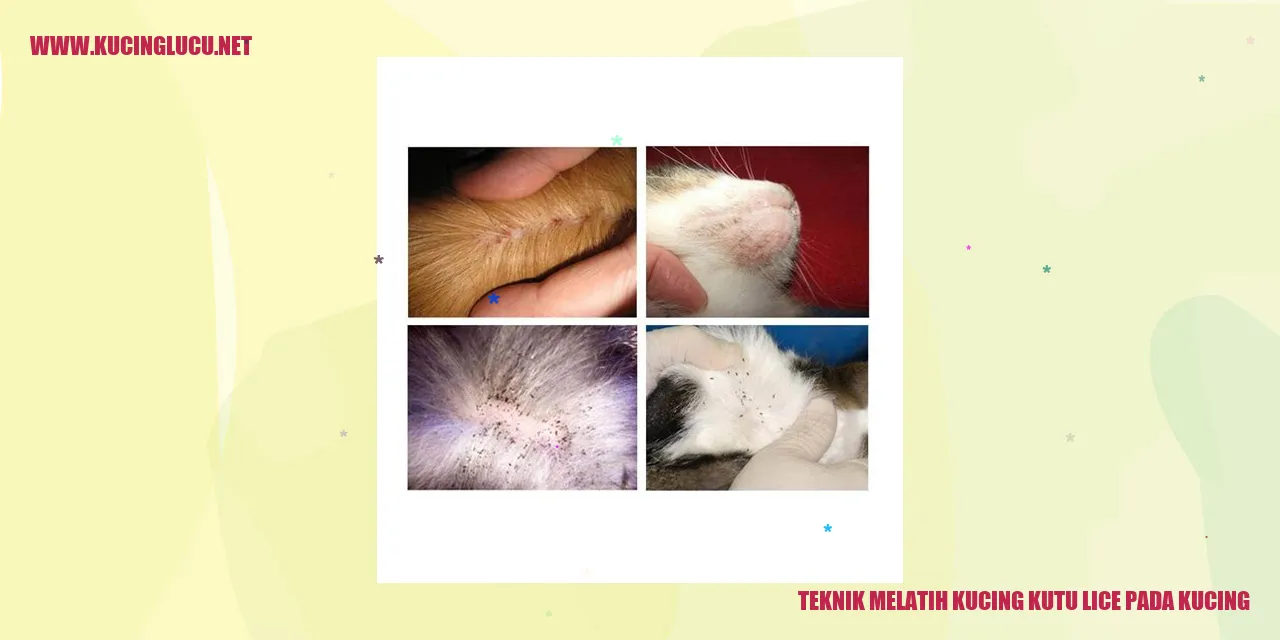 Kucing mengatasi kutu dan lice