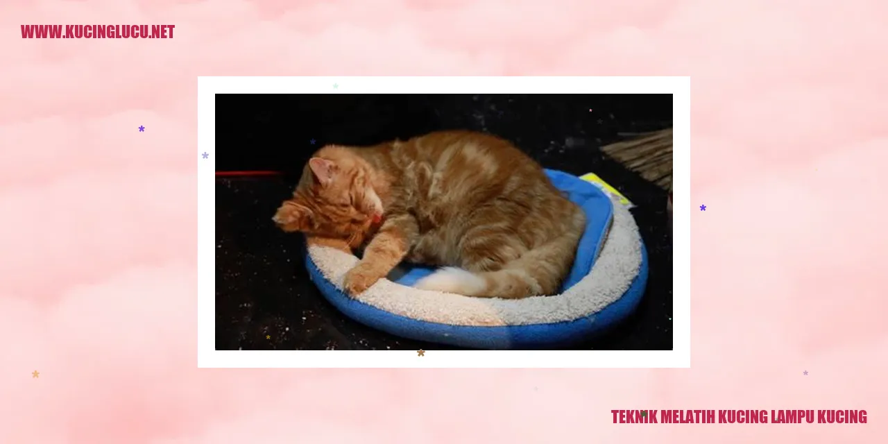 Gambar Kucing Lampu Kucing