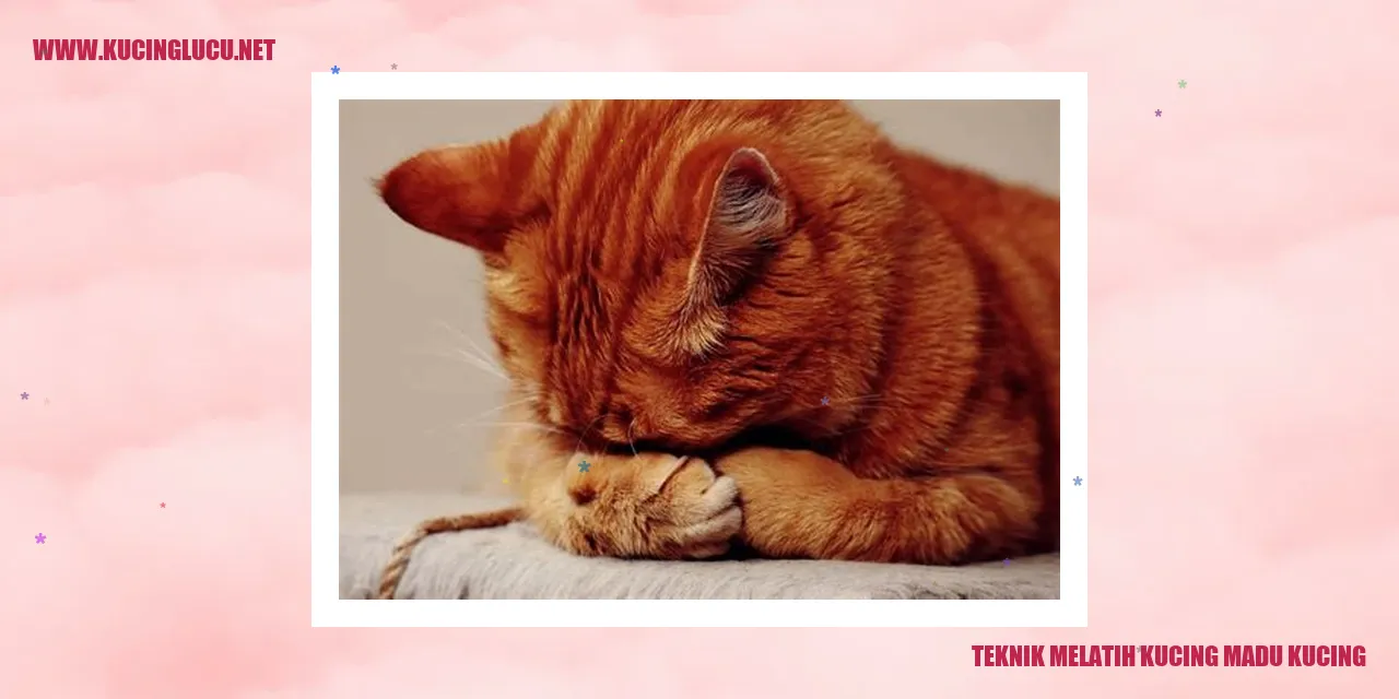 Teknik Melatih Kucing Madu Kucing