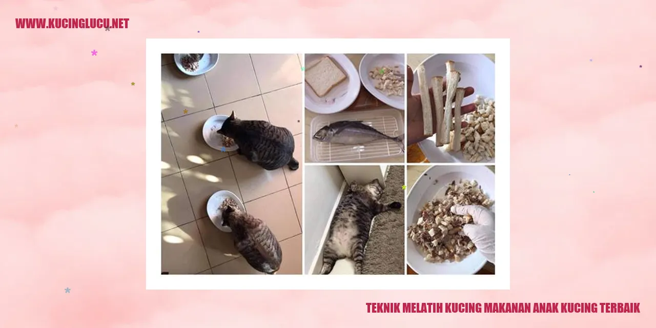 Teknik Melatih Kucing makanan anak kucing terbaik