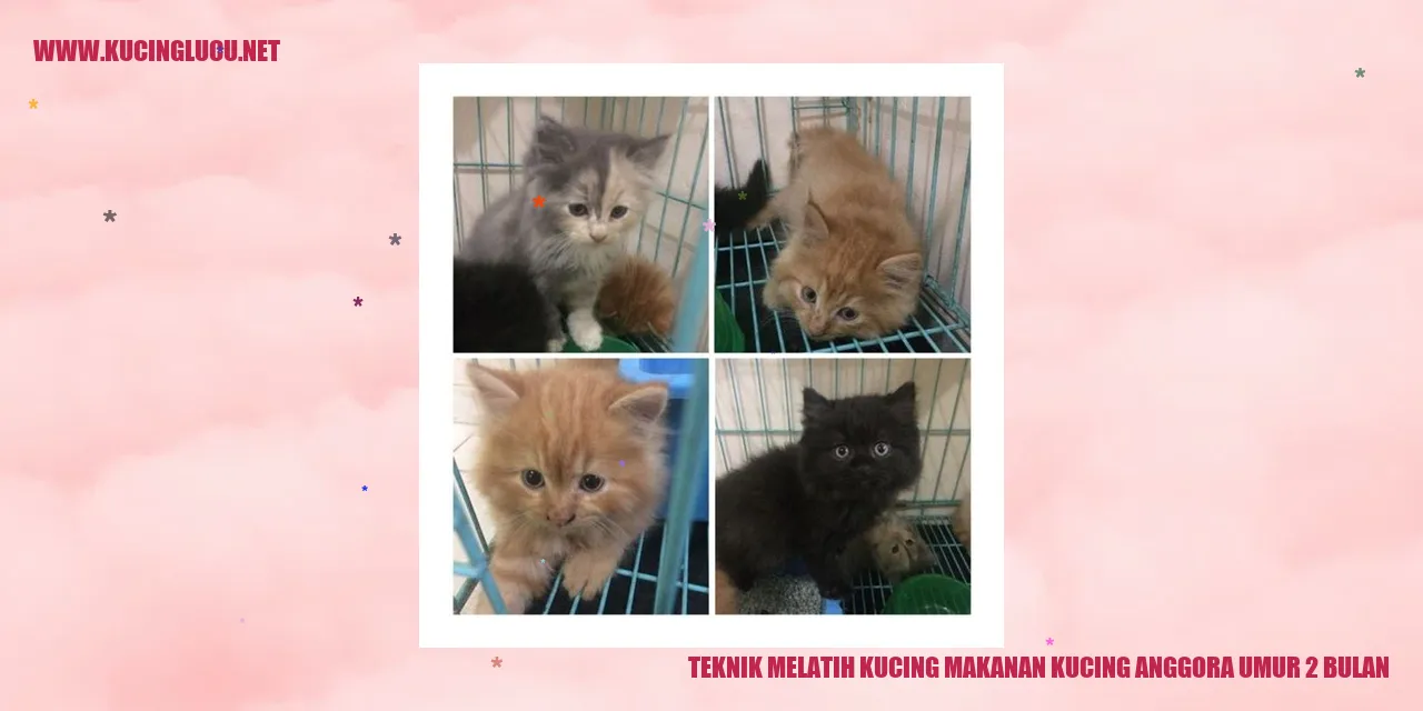 Gambar Kucing Anggora