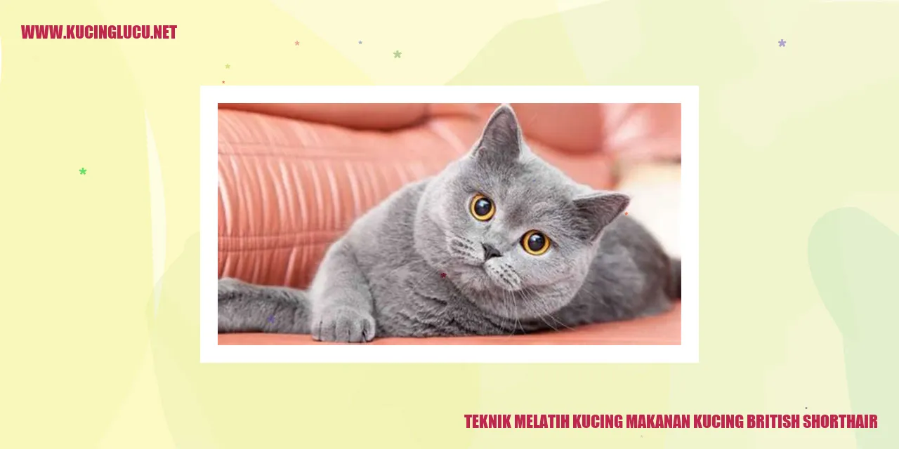 Kucing British Shorthair