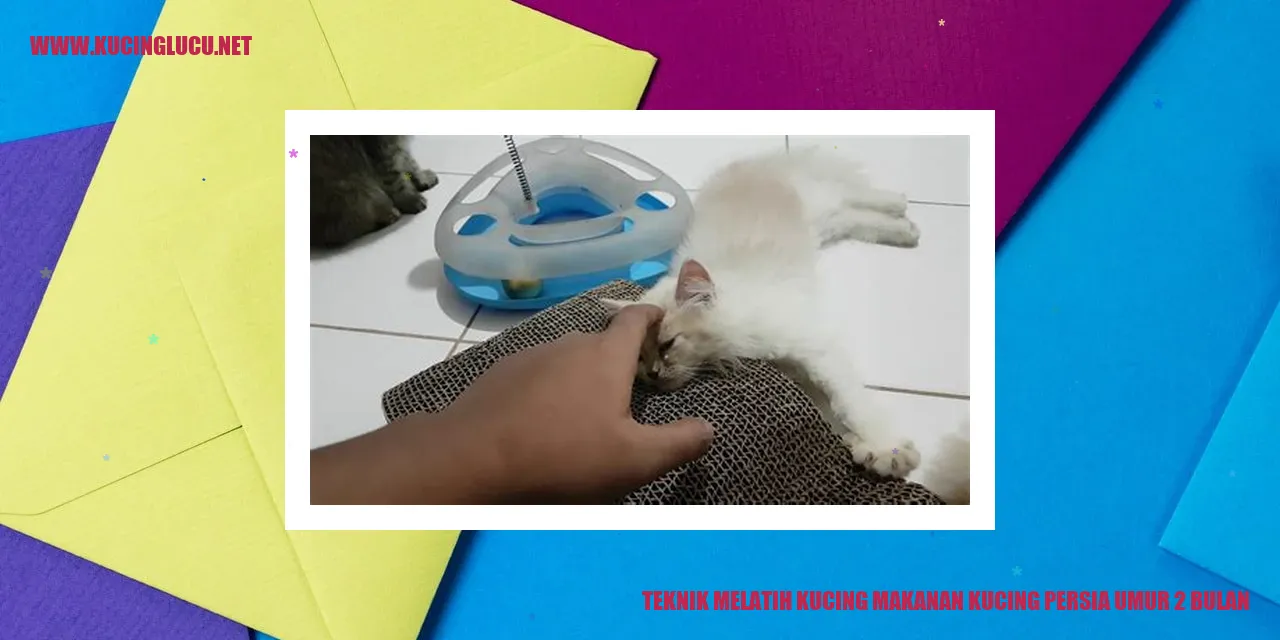 Teknik Melatih Kucing makanan kucing persia umur 2 bulan
