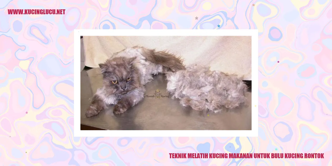 Melatih Kucing Makanan untuk Bulu Kucing Rontok