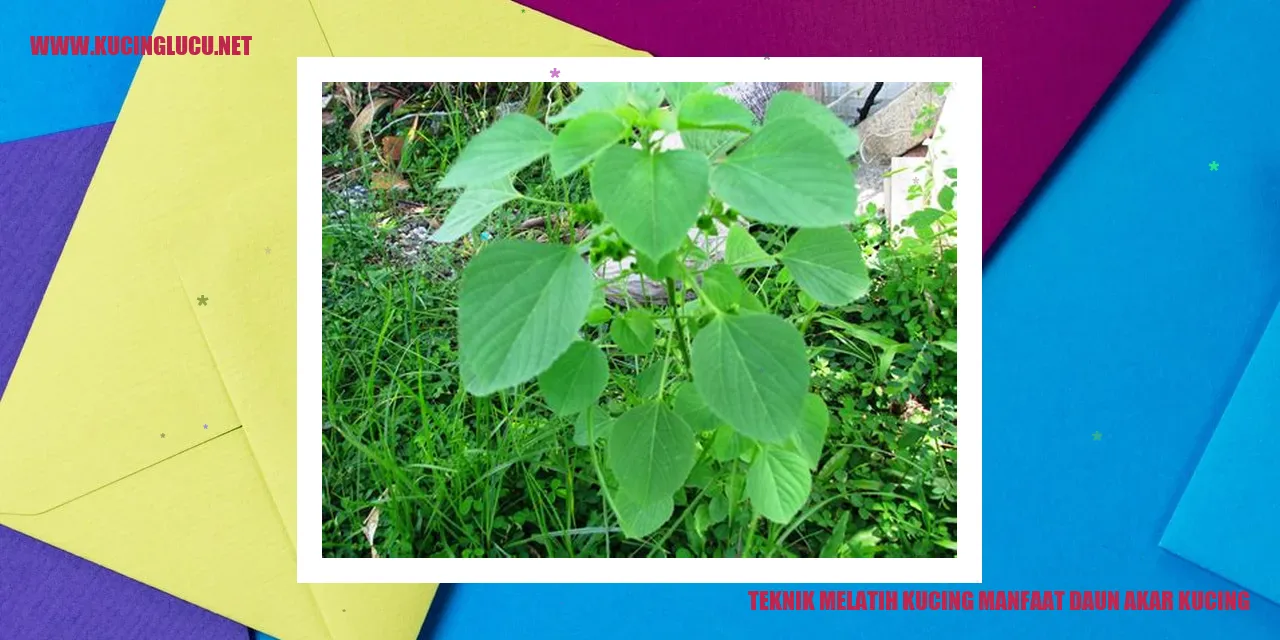 Gambar Daun Akar Kucing