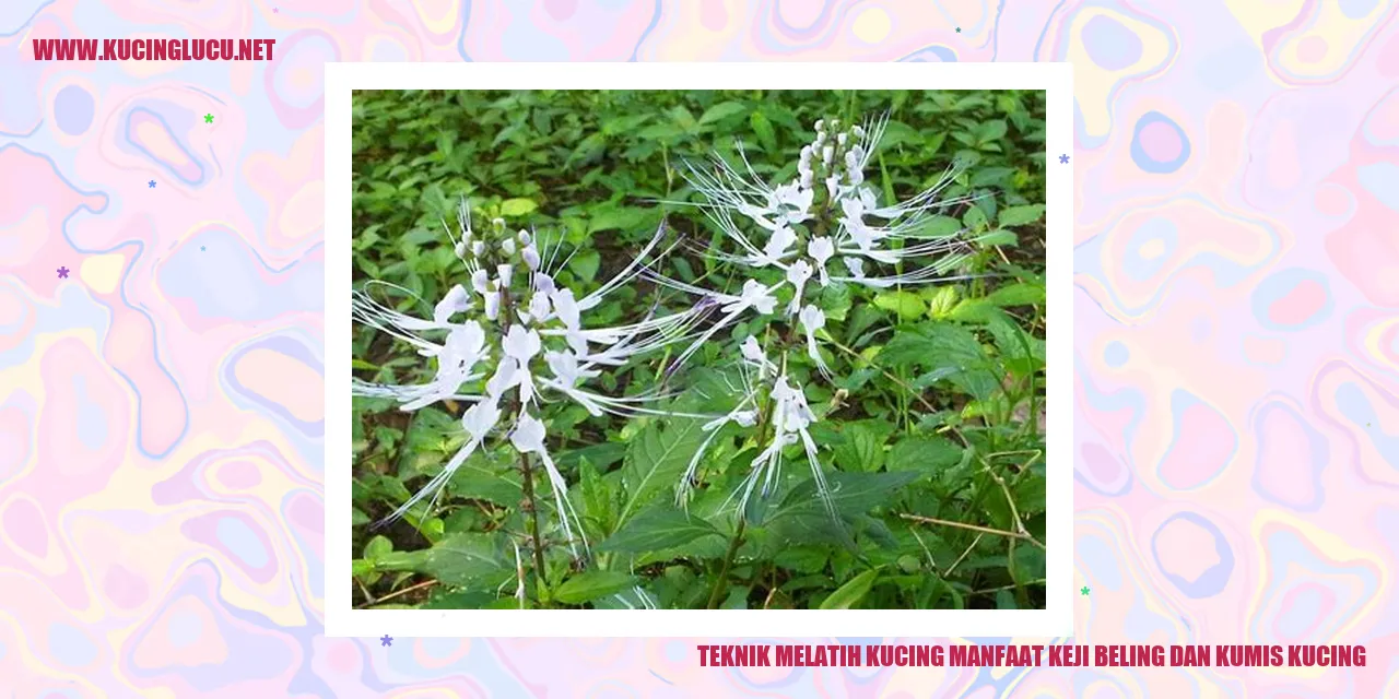 Kucing dengan keji beling dan kumis