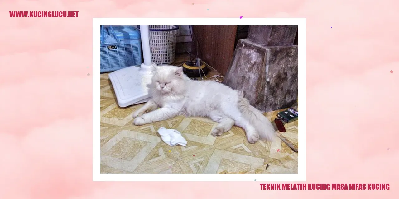 gambar kucing masa nifas