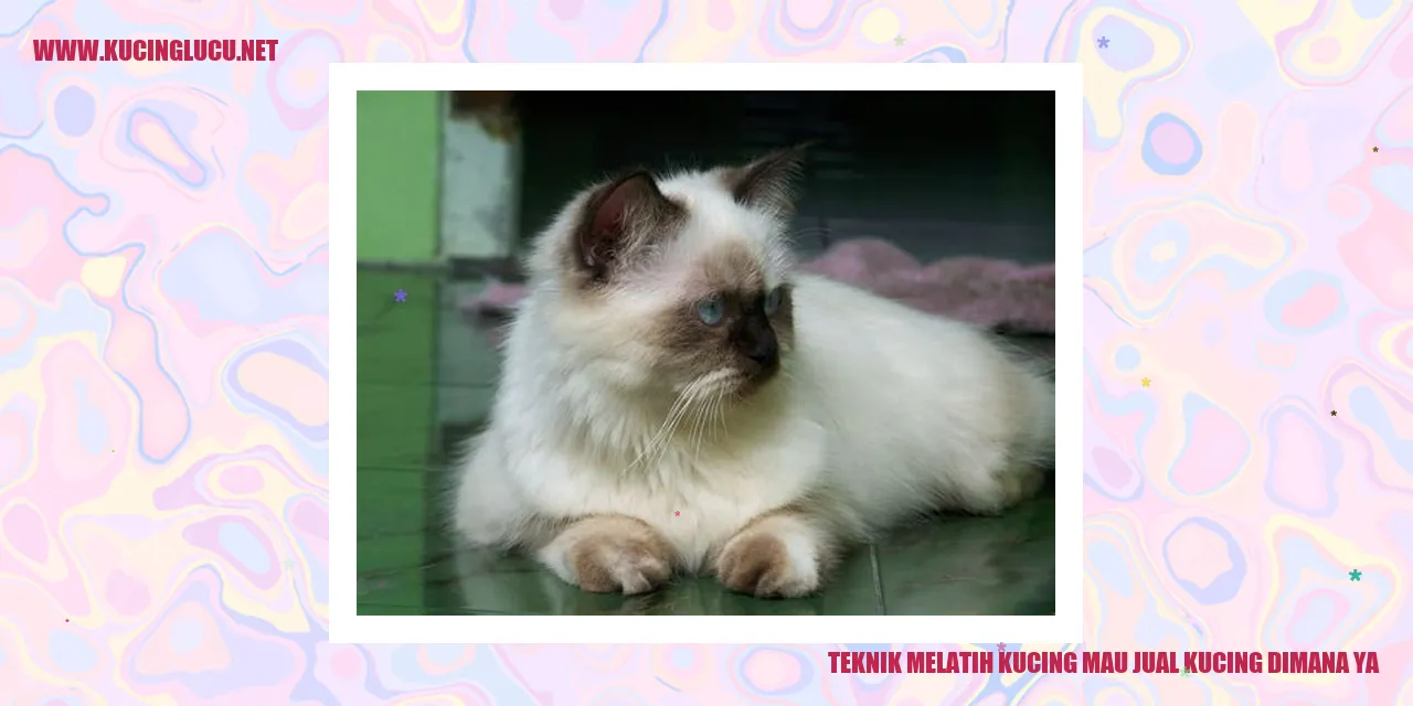 Teknik Melatih Kucing mau jual kucing dimana ya