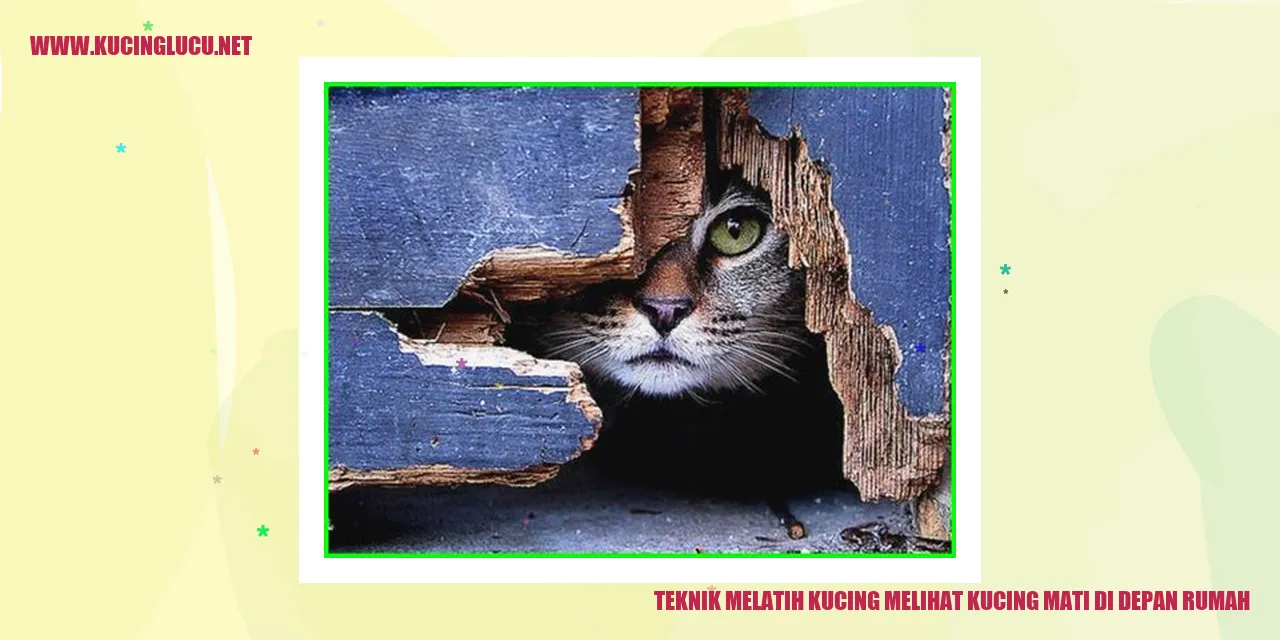 Teknik Melatih Kucing melihat kucing mati di depan rumah