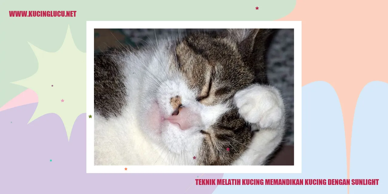 Kucing sedang menikmati sinar matahari