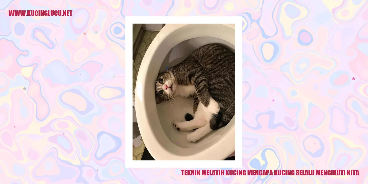 Gambar Kucing